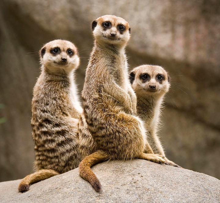 Sylvania Jobs & Internships