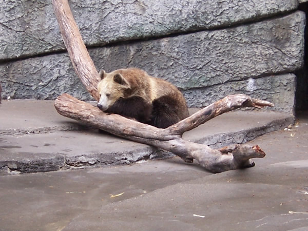 Bear on a tree