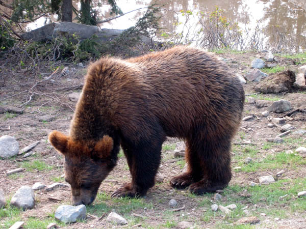 Bear on grass