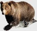 Grizzly Bear