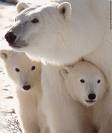 Polar Bears