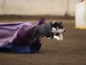 beep blasting out of a chute