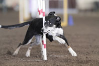 beep completing 12 weave poles