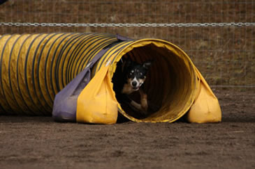 Beep in a yellow tunnel