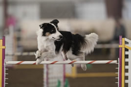 dodge jumping indoors