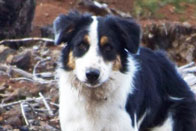 dodge's face on a hike