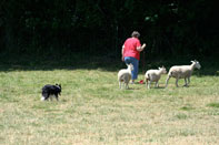 max herding sheep