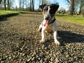 noodle at the park