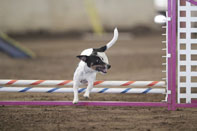 noodle jumping a jump