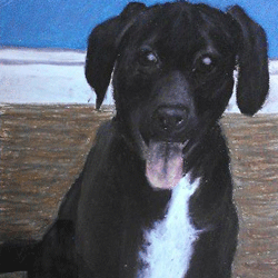 Oil pastel drawing of a black lab puppy with his tongue hanging out